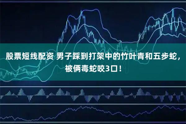 股票短线配资 男子踩到打架中的竹叶青和五步蛇，被俩毒蛇咬3口！